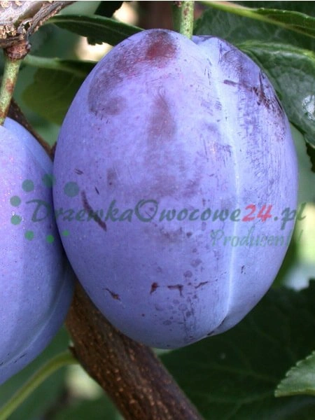 Vysokokvalitné sadenice ovocných stromov v radoch