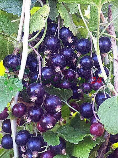 Moderné technológie škôlkarskej produkcie v skleníkoch