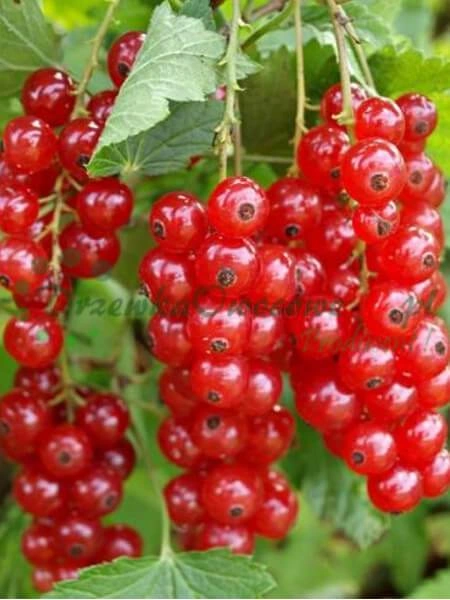 Skúsení pracovníci pri ošetrovaní mladých stromčekov