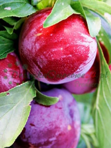 Certifikovaný škôlkarsky materiál pripravený na predaj