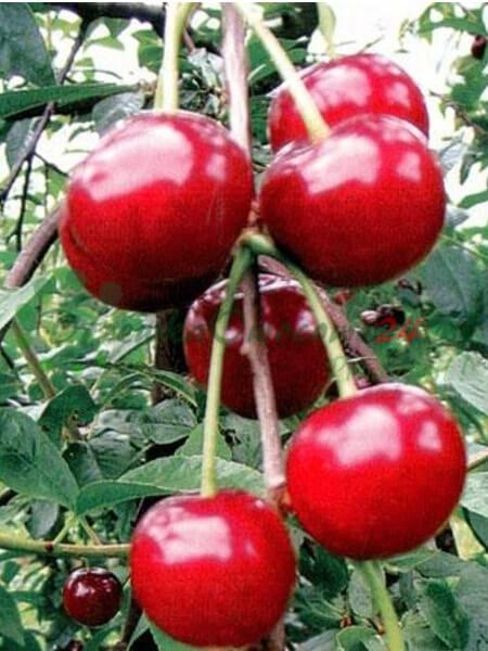 Pokročilé zavlažovacie systémy v škôlke ovocných rastlín