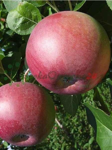 Kontrola kvality a proces označovania sadeniakov stromov