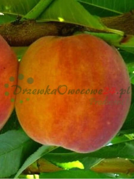 Doprava a logistika bezpečného doručenia ovocných rastlín