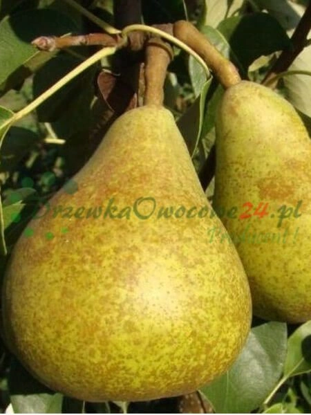 Rôznorodé odrody ovocných stromov v ponuke škôlky