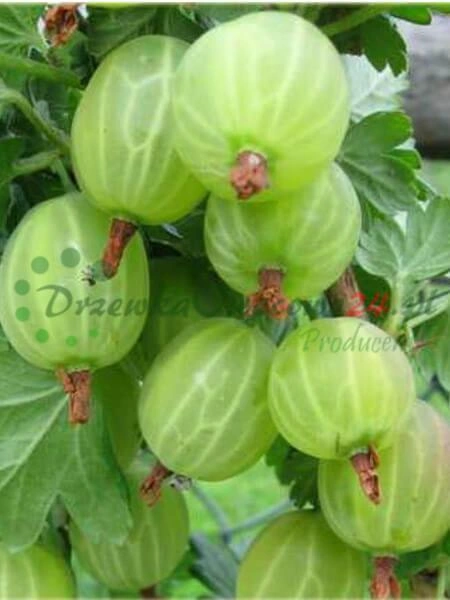 Konzultácie odborníkov pri výbere vhodných odrôd