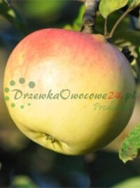 Ovocné stromy ovocné sadenice kríky veľkoobchod maloobchodný predaj rastlín Poľsko