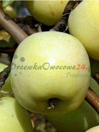 Ovocné stromy ovocné sadenice kríky veľkoobchod maloobchodný predaj rastlín Poľsko