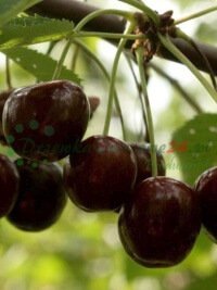Ovocné stromy ovocné sadenice kríky veľkoobchod maloobchodný predaj rastlín Poľsko