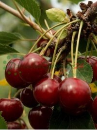 Ovocné stromy ovocné sadenice kríky veľkoobchod maloobchodný predaj rastlín Poľsko