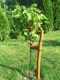Ovocné stromy ovocné sadenice kríky veľkoobchod maloobchodný predaj rastlín Poľsko